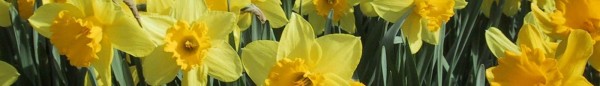 cropped-daffodil.jpg