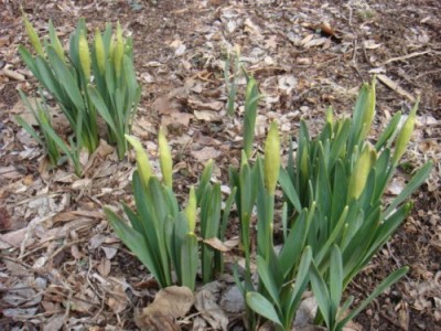 daffodilbuds