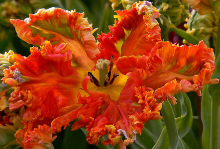 parrot tulip