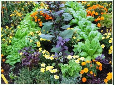 companion-planting-vegetables-herbs-flowers