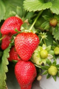 strawberry-plant