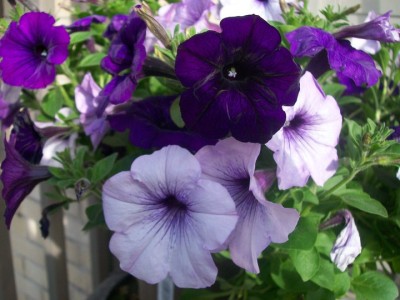 purple petunias