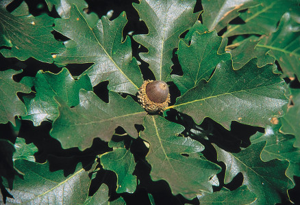 Quercus_macrocarpa_USDA