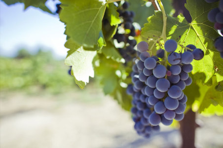 winery-vineyard6