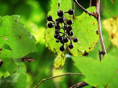 chickens-in-the-road-wild-grape-651