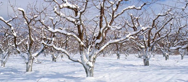 stemilt-winter-orchard-trees-snow