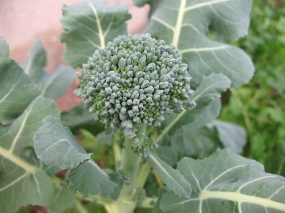 broccoli plant in greenhouse on 1-5-07