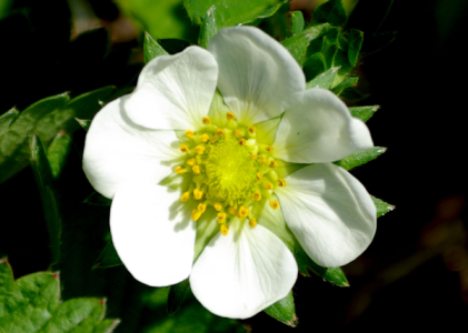 straw berry_good blossom