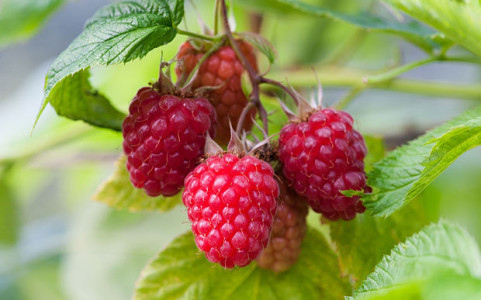 alamy-raspberries-_3386897b