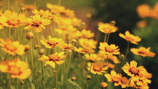 summer-yellow-lily-flower-field-wallpaper-2