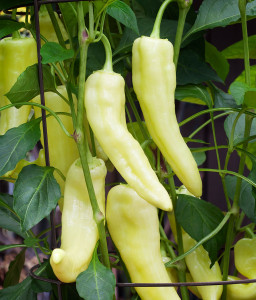 sweet-banana-pepper